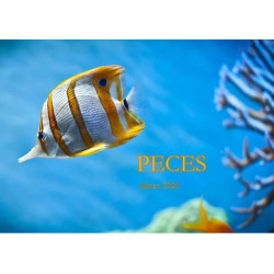 Revista de peces: Mundo acuatico