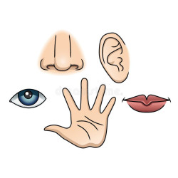 MANUAL SENSITIVO 5 SENTIDOS | GUÍA COMPLETA DE PERCEPCIÓN Y BIENESTAR