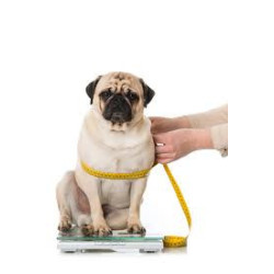 Guía de tallas para ropa de perros | Cómo medir a tu mascota