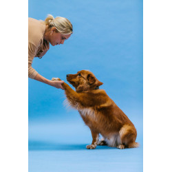 Como enseñar trucos a tu perro