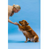 How to teach your dog tricks