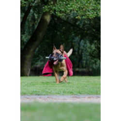 Feed for puppy + Trick guide