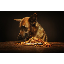 Pienso para perro adulto