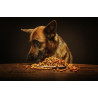 Feed for adult dog
