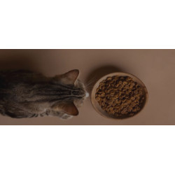 Pienso para Gato Senior