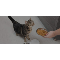 Pienso para Gato Joven