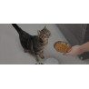 Young Cat Food