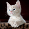 Pienso para Gato Joven