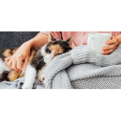 Pienso para Gato Senior