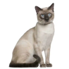 Pienso para Gato Adulto