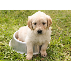 Pienso para cachorro