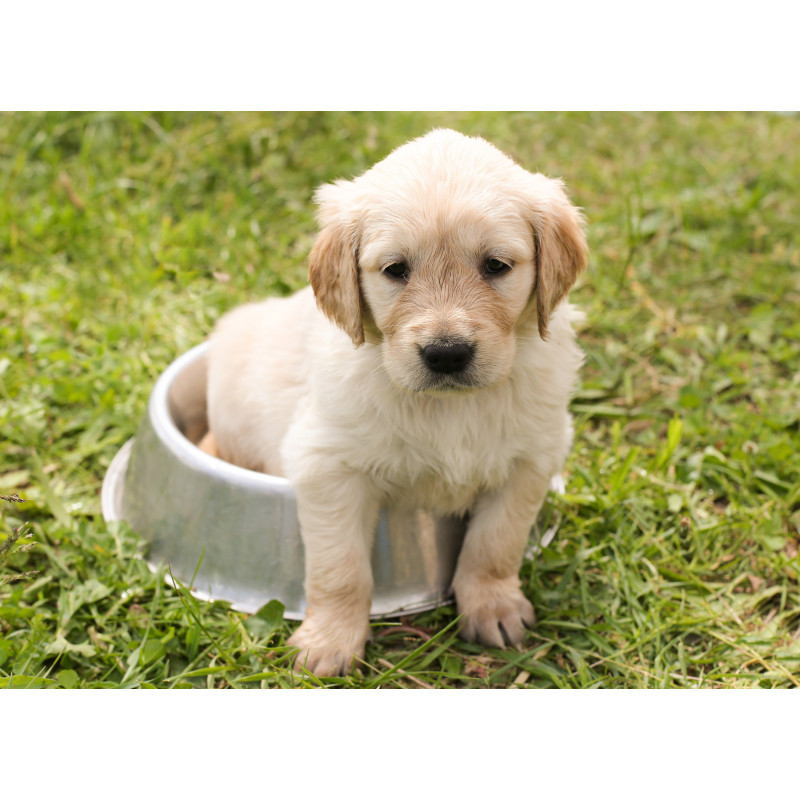 Pienso para cachorro