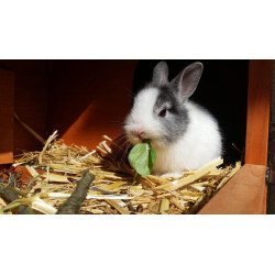Cuidado y alimento para tu conejo