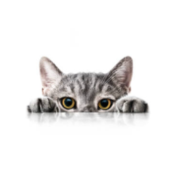 Pienso para Gato Joven