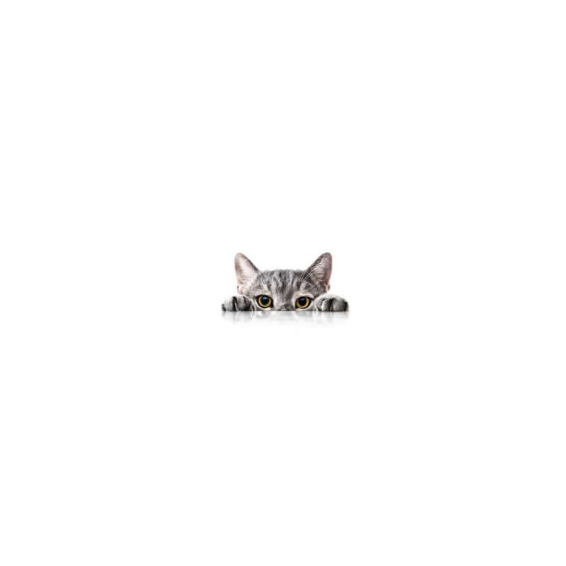 Pienso para Gato Joven