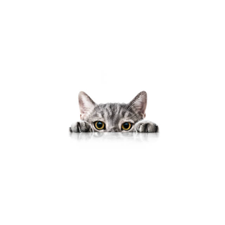 Pienso para Gato Joven