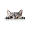 Pienso para Gato Joven