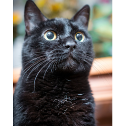 Pienso para Gato Adulto