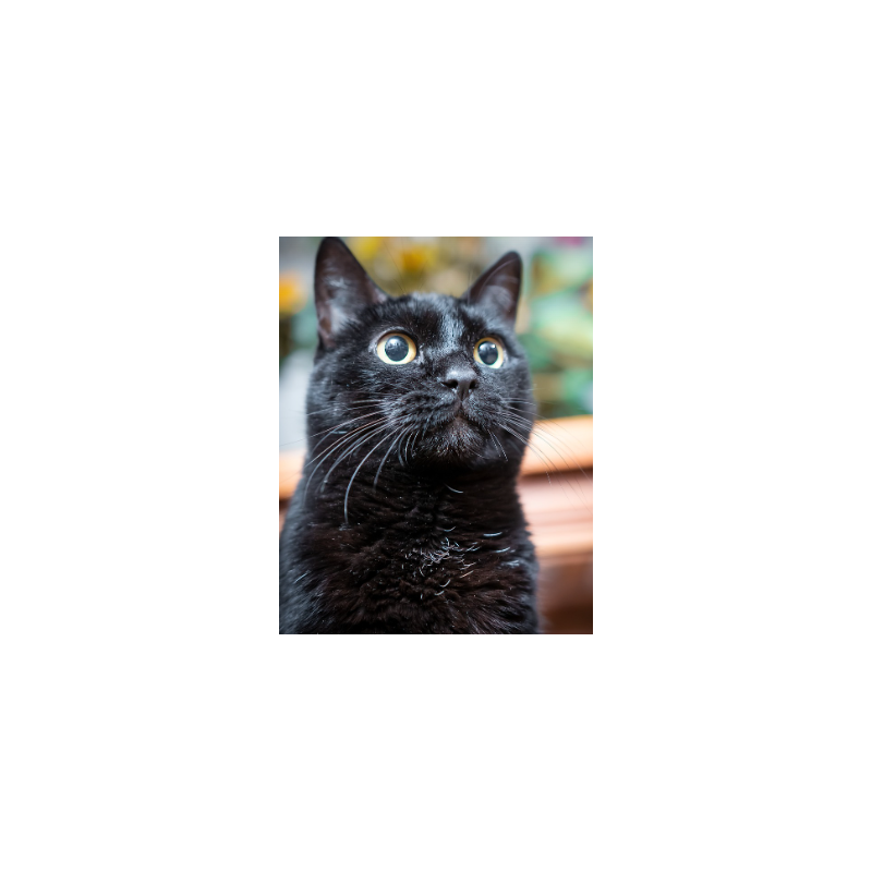 Pienso para Gato Adulto