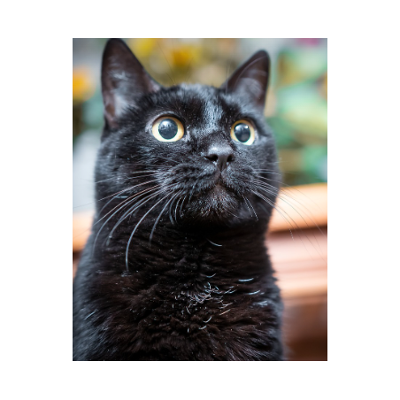 Pienso para Gato Adulto
