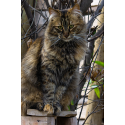 Pienso para Gato Senior