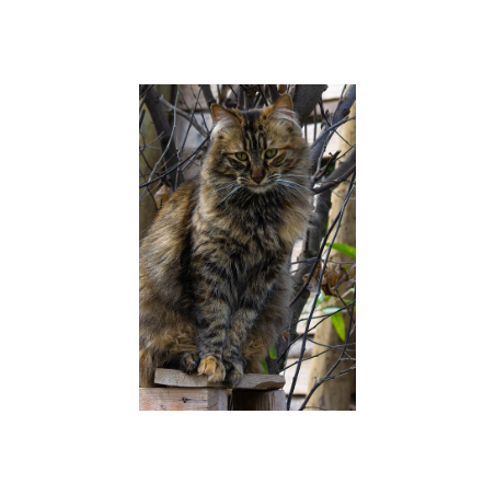 Senior Cat Food
