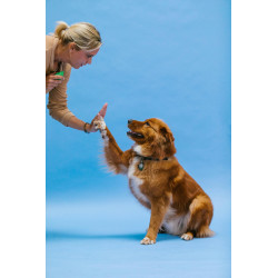 How to teach your dog tricks