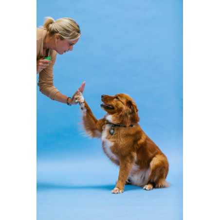 How to teach your dog tricks