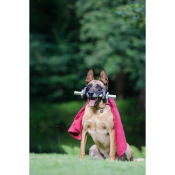 Feed for puppy + Trick guide