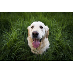 Feed for adult dog