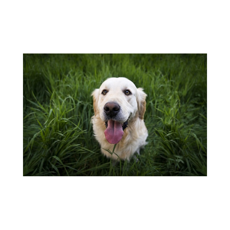 Feed for adult dog