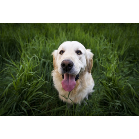 Feed for adult dog