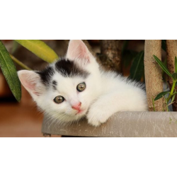 Guía de como cuidar a tu gato