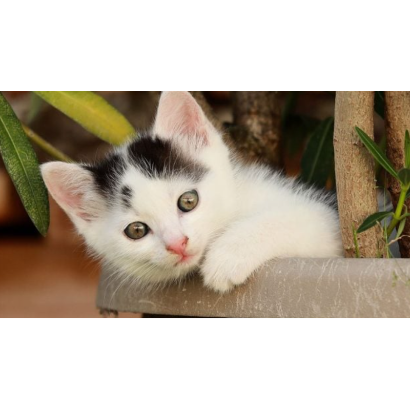 Basic Guide to Caring for Your Cat Basic Guide to Caring for Your Cat