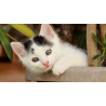 Guía de como cuidar a tu gato