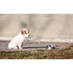Feed for puppy