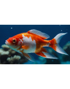 Peces