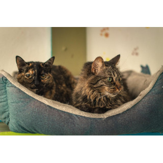 Kitty Bed