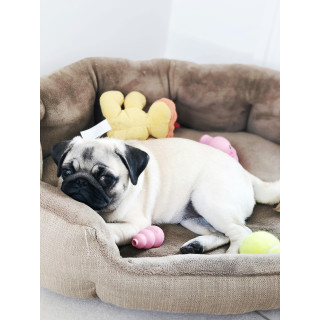 Virtual Pack: How to clean your pet´s bed.