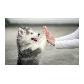 Virtual guide: how to train your dog