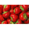 Fresas y Fresones de origen España