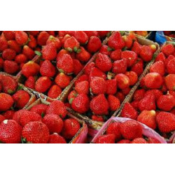 Fresas y Fresones de origen España