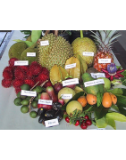 Tropicales