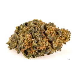 Amnesia