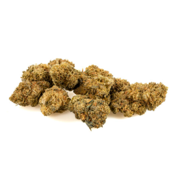 Amnesia